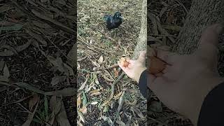 Hi friends my bond with Pintu boy wild black bird he is walking in style and coming to me ❤️ [upl. by Leinod871]