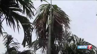 Pest attack affects Areca palm agriculture in Dharmapuri  News7 Tamil [upl. by Baugh969]