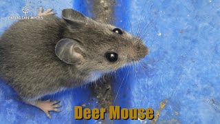 Deer Mouse Peromyscus [upl. by Kcyred]