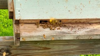 Goldenrod bees [upl. by Jabe676]