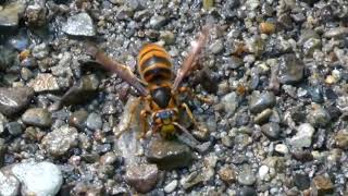 Japanese Yellow Hornet Quenches Her Thirst at the Sandy Moist Shore [upl. by Natty]