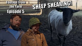 Footage From The Farm Episode 5  Sheep Shearing [upl. by Nnylidnarb181]