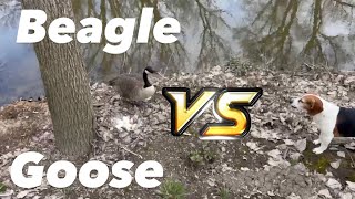 Goose teaches Nosey Beagle the True Meaning of Family [upl. by Alric75]