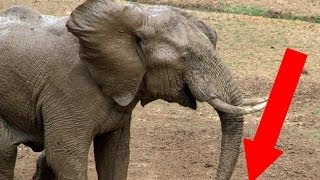 Baby Elephant vs Crocodile [upl. by Eycal289]