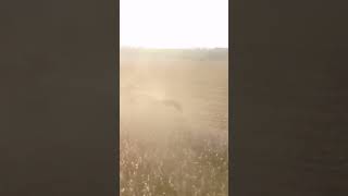 Corn Harvesting Pros John Deere 9770 STS Style [upl. by Ardnuahsal]