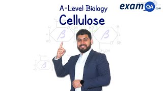 Cellulose  ALevel Biology [upl. by Aspa922]