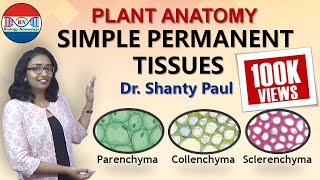 Parenchyma Collenchyma and Sclerenchyma Simple permanent tissues [upl. by Elletnahc]