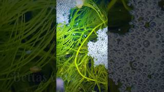 🤔 Unexpected betta breeding success 😨 How  Bettas world Tamil trending bettafish shorts [upl. by Socher52]