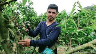 guanabana muy importante saber esto para mayor producción [upl. by Yelsek]