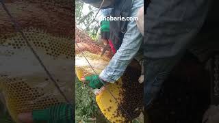 honey bee honeybee big viralshorts viral [upl. by Swarts]