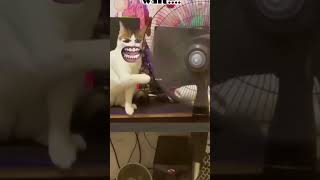 Video my catfane baba videos [upl. by Athalee]