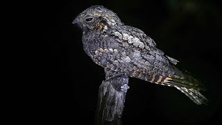 After Dark The Nightlife of the Nocturnal Nightjar [upl. by Esekram]