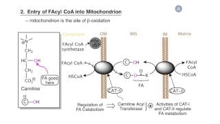 Lipod Catabolism Fatty Acid BetaOxidation [upl. by Susanna]