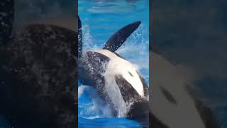 Killer Whale RIPPED Dawn Brancheau DURING LIVE SHOW [upl. by Oneil]