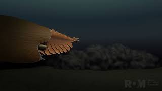 Massive New Animal Species Discovered in HalfBillionYearOld Burgess Shale [upl. by Bucher]