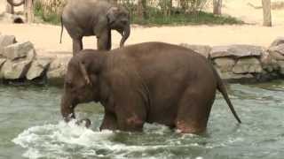 Kleiner Elefant versucht Babyelefant ins Wasser zu locken [upl. by Cummings]