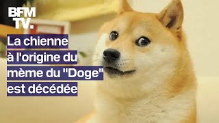 Kabosu la chienne à lorigine du mème du quotDogequot et du dogecoin est décédée [upl. by Nylacaj479]