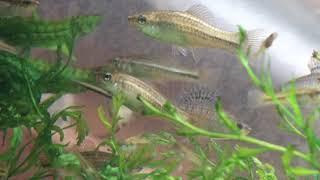 Select Aquatics Presents Raising Large Swordtails Levamisole and Fish you Should Never Keep [upl. by Gonsalve]