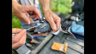 Uncovering the Mysterious Belted Kingfisher [upl. by Divad]