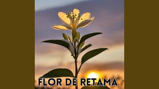 Flor de Retama [upl. by Adlaremse]