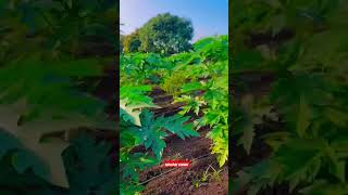 पपई लागवड 2024 papayafarming viralvideo viralshorts [upl. by Aylmer816]