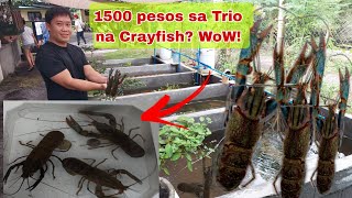 Kayang Kumita ng 60000Month dahil sa Crayfish How [upl. by Zonnya]