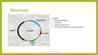 Cosmid Plasmid Vector [upl. by Pirozzo]