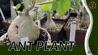 ANT PLANT Information and Growing Tips Hydnophytum formicarum [upl. by Margalit473]