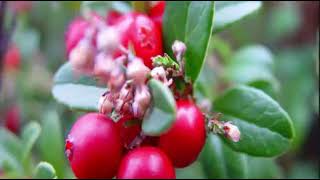 Health Benefits of Lingonberries Cowberries [upl. by Gee]