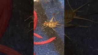 Vita bug  Tropical house cricket Bug Making Sound  Insect Sound insects shorts youtubeshorts [upl. by Nole]