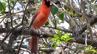 cardinal singing in my backyard [upl. by Costa]