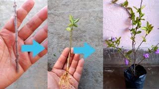 Yesterday today tomorrow plant cutting propagation how to propagate yesterday today tomorrow plant [upl. by Dardani163]