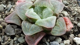 How Im Planting Haworthia Pygmeae Seeds Part 1 [upl. by Paul437]