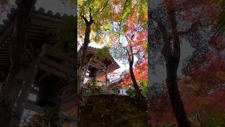 嵐山の紅葉の名所「常寂光寺」 shorts [upl. by Luttrell162]