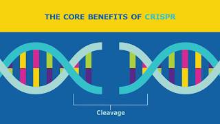 Visualize Your CRISPR Transfection with Cas9GFP Protein [upl. by Haeli]