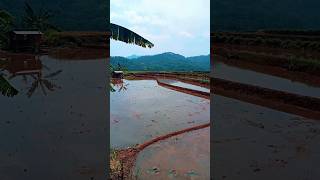 kehidupan di saung sawah shortshortspemandangandisawahnaturelife shortvideotrendingkampung [upl. by Dhumma972]