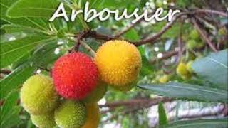 Des Fruits DescriptionConseils L Arbousier [upl. by Anairuy676]