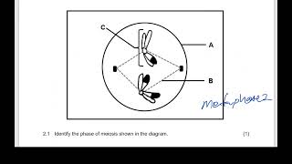 MEIOSIS QUESTION GRADE 12 LIFE SCIENCES  THUNDEREDUC MSAIDI [upl. by Tait370]