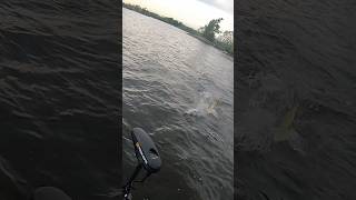 Muskies are maddening musky muskyfishing fishing [upl. by Moth]