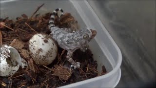 孵りたての赤ちゃんビブロンゲッコー 2･3匹目 Bibron Gecko Hatchling 2 [upl. by Nosiram209]