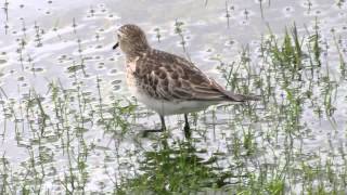 Waders shorebirds in Colombia Bairds Sandpiper Calidris bairdii Ereunetes bairdii [upl. by Attenat]