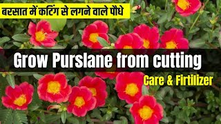 How to grow purslane from cutting easy method  Purslane ki cutting kaise lagae  care amp firtilizer [upl. by Ob]