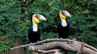 The Hornbill Diaries Up Close with These Amazing Bird [upl. by Nabois]