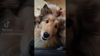 Oh Rosa please never stop talking sheltie talking shetlandsheepdog sheltieconnect [upl. by Mihar]