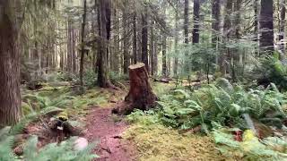 Walk in the Forrest with Buddie 🐕 [upl. by Shanney]