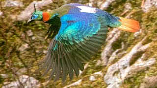 Himalayan monal Lophophorus impejanus [upl. by Nyleda144]