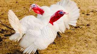 White turkey sound turkey beautiful bird sound peeru [upl. by Sivrat]