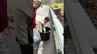 Huge rainbow trout getting stocked in West Virginia on Three Forks Creek [upl. by Us]