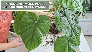 Philodendron Plowmanii  Changing an Old Moss Pole [upl. by Eolcin471]