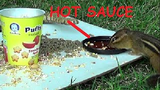 Hot Sauce Challenge  Squirrel [upl. by Eerdna]